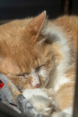 Beautiful cat sleeping on a white sofa cat leaning on a glass, mexico