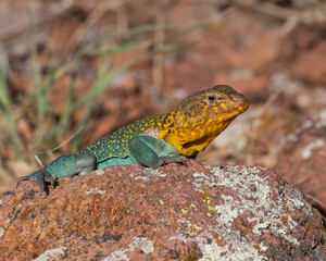 Male Eastern Collared Lizard