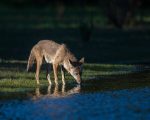 Coyote drinking from a pond