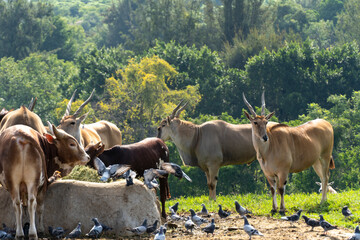 Tragelaphus oryx antelope eating in a herd, with some pigeons around, mexico
