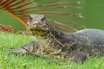 The striped monitor lizard, or water monitor, (Varanus salvator) is a very large lizard belonging to the genus of monitor lizards. The head of the striped monitor lizard is long and flattened.