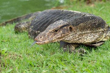 The striped monitor lizard, or water monitor, (Varanus salvator) is a very large lizard belonging to the genus of monitor lizards. The head of the striped monitor lizard is long and flattened.