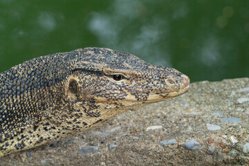 The striped monitor lizard, or water monitor, (Varanus salvator) is a very large lizard belonging to the genus of monitor lizards. The head of the striped monitor lizard is long and flattened.