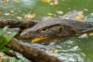 The striped monitor lizard, or water monitor, (Varanus salvator) is a very large lizard belonging to the genus of monitor lizards. The head of the striped monitor lizard is long and flattened.