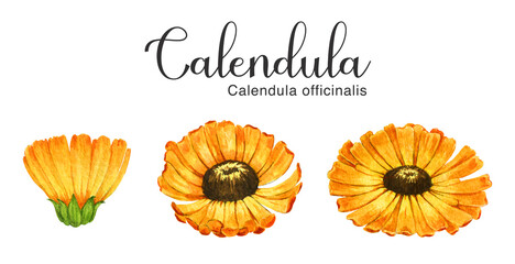 Calendula flower set. Yellow medical natural herb. Watercolor illustration. Calendula officinalis plant flower set. Garden flowers with orange petals element. White background