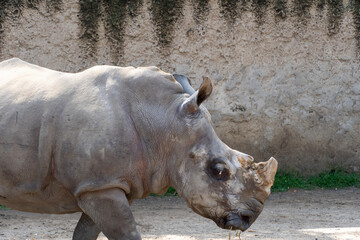 Naklejka premium Ceratotherium simum simum white rhinoceros walking quietly in dirt field, horn cut off mexico