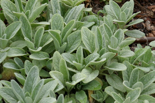 Sage herbal plant