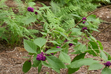 Purple berries on green plant