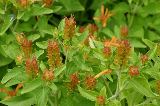 Orange Tall Flower On Green Plant