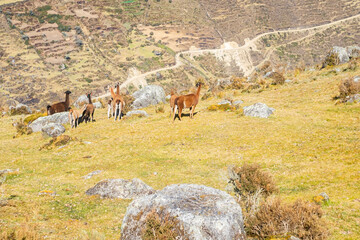 group of Peruvian llamas, on top of a mountain in the Andes.