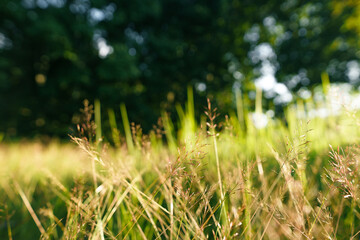 Nature background,leaf grass and green trees background