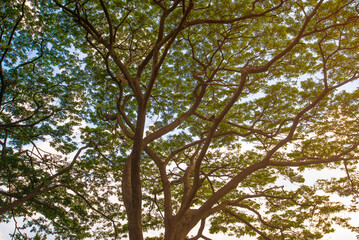 Concept image tree in the forest