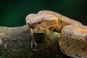Close up of a female flat nosed pit viper Craspedocephalus or Trimeresurus puniceus on a mossy wood
