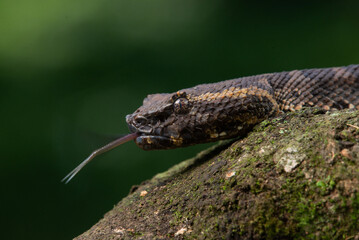 Male flat nosed pit viper Craspedocephalus puniceus camouflaging on a mossy wood