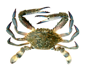 Blue crab isolated on transparent background png file