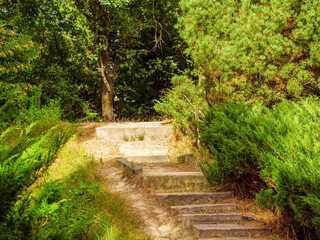 Concrete steps leading into the green bushes of the park