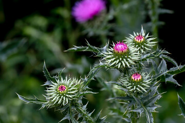 delicate beautiful purple bright thistle flower, macro