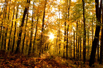Sun Through the Fall Trees 