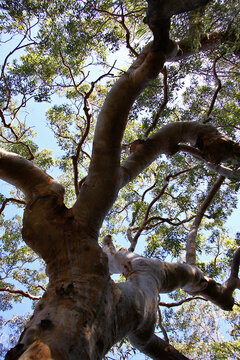 Under the Australian gum tree 