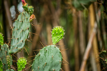 Close up photo of cactus and blurred background.