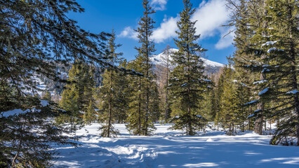 A path trodden in snowdrifts in the taiga. Tall coniferous trees and a mountain against the blue sky. Shadows on the snow. Altai