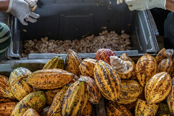 Fresh cocoa pod cut exposing cocoa seeds, with a cocoa plant in background
