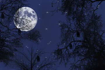 Papier Peint photo Pleine Lune arbre pleine lune sur la forêt