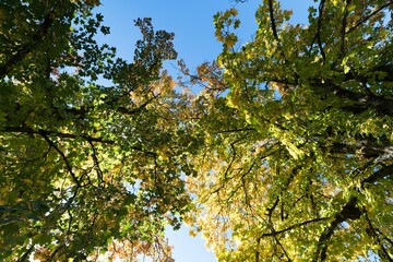 Low angle view of tree against blue sky