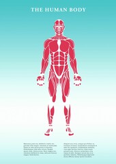 Human body poster on white background