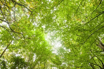 Fototapeta premium Green leaves