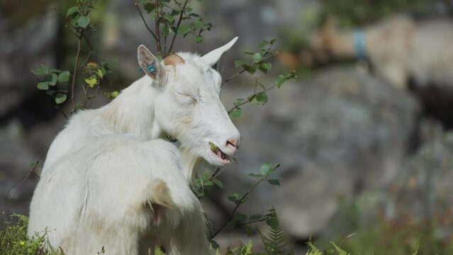 A close-up shot of the white goat grazing in the wild rocky pasture in the mountains. Slow-motion, pan follow.