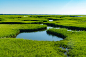 landscape of green marsh in cape cod beach