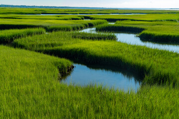 landscape of green marsh in cape cod beach