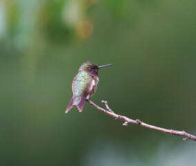 Fototapeta na wymiar ruby throat hummingbird standing on the branch