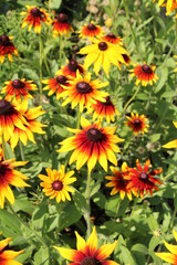 flowers in the garden