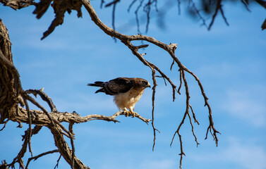 Booted Eagle