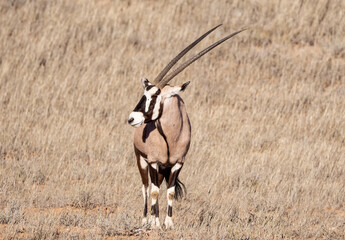 Gemsbok Antelope