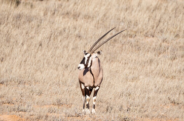 Gemsbok Antelope