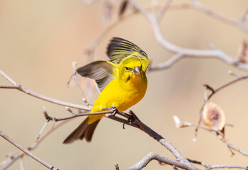 Obraz premium Yellow Canary