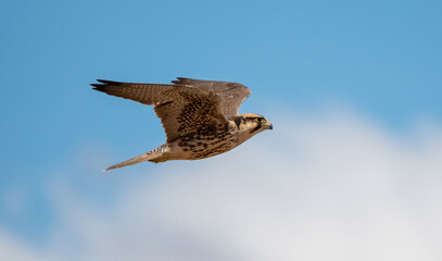 Lanner Falcon