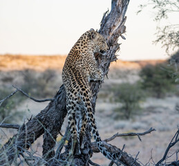 Fototapeta na wymiar Juvenile Leopard
