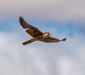Lanner Falcon