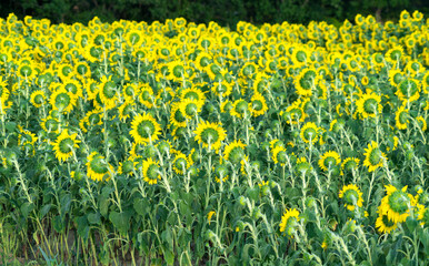 Fototapeta premium back side of rows of sunflower blooming in the field in summer