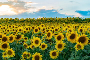 Obraz premium Landscape of sunflower blooming in the field under dusk sky