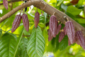 Cacao Tree (Theobroma cacao). Organic cocoa fruit pods in nature. - obrazy, fototapety, plakaty