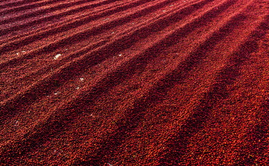 Coffee beans drying in the sun. Coffee plantations at coffee farm