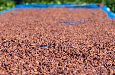 Organic cocoa beans sun drying on a farm