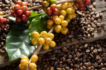 Coffee beans on coffee green leaves on wooden background, Fresh coffee beans on wooden background