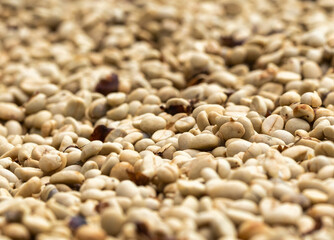 Coffee beans drying in the sun. Coffee plantations at coffee farm