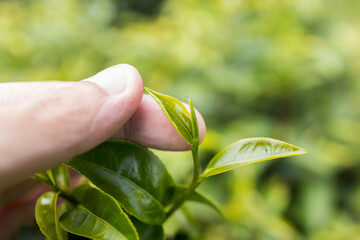 Top of Green tea leaf in the morning, tea plantation